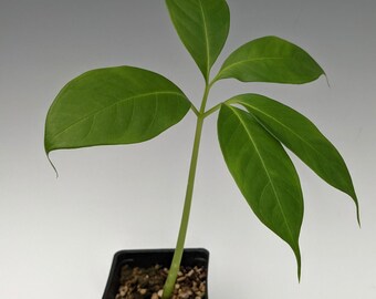 Amorphophallus Titanum