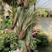 see more listings in the Air Plants section