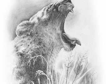 Lion drawing Fine Art print
