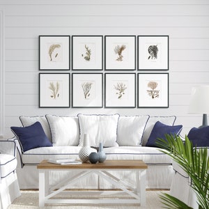 Coastal Art - Coral Print #3 : Coral Wall Art - Beach Decor - Sea Coral Art - Hamptons Wall Art - Botanical Print - Bathroom beach Art