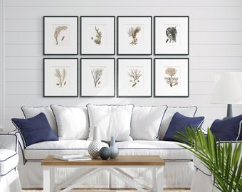 Meereskorallen-Kunst #6: Korallen-Dekor-Kunst - Meer-Küsten-Wanddruck - Badezimmer-Korallen-Kunst - Vintage-Korallen-Kunst - Strand-Kunst - Circa 1791