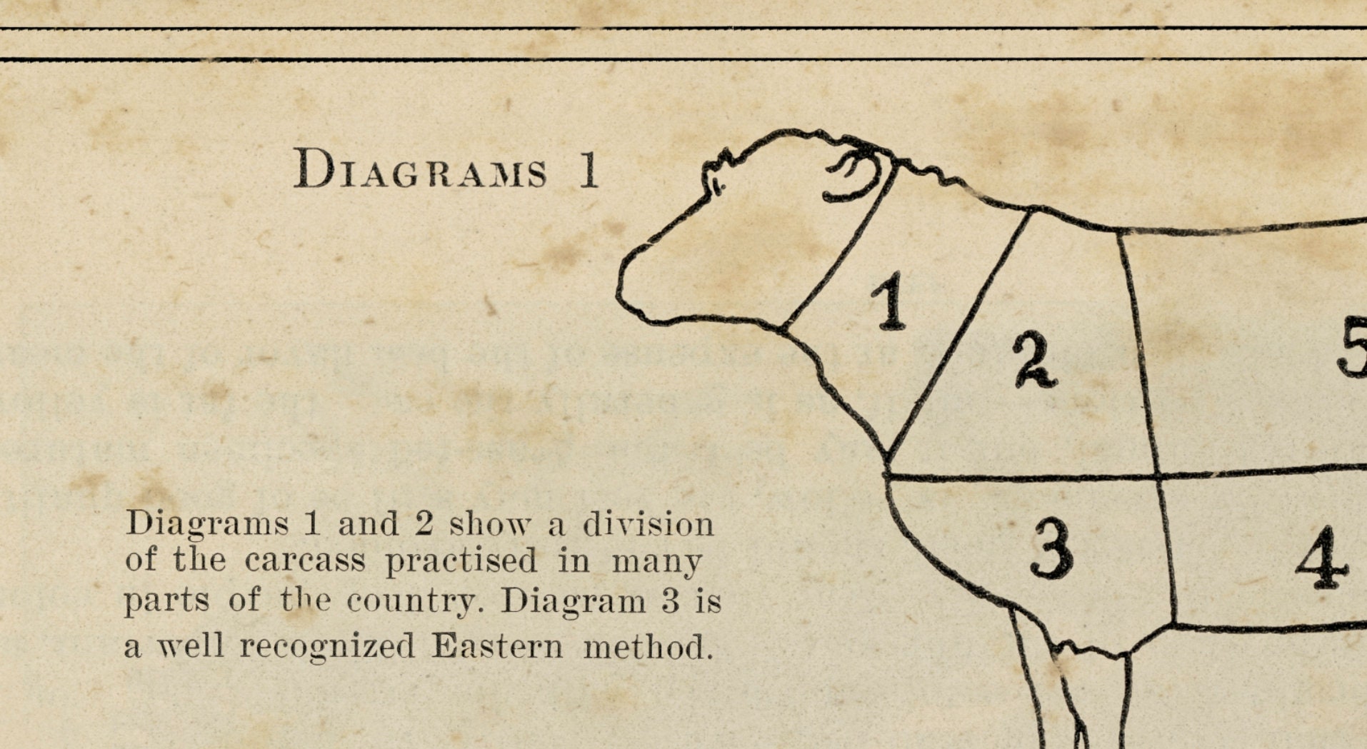 Lamb Butcher Cut Print - Butcher Diagram - Butcher Cuts Art - Sheep ...