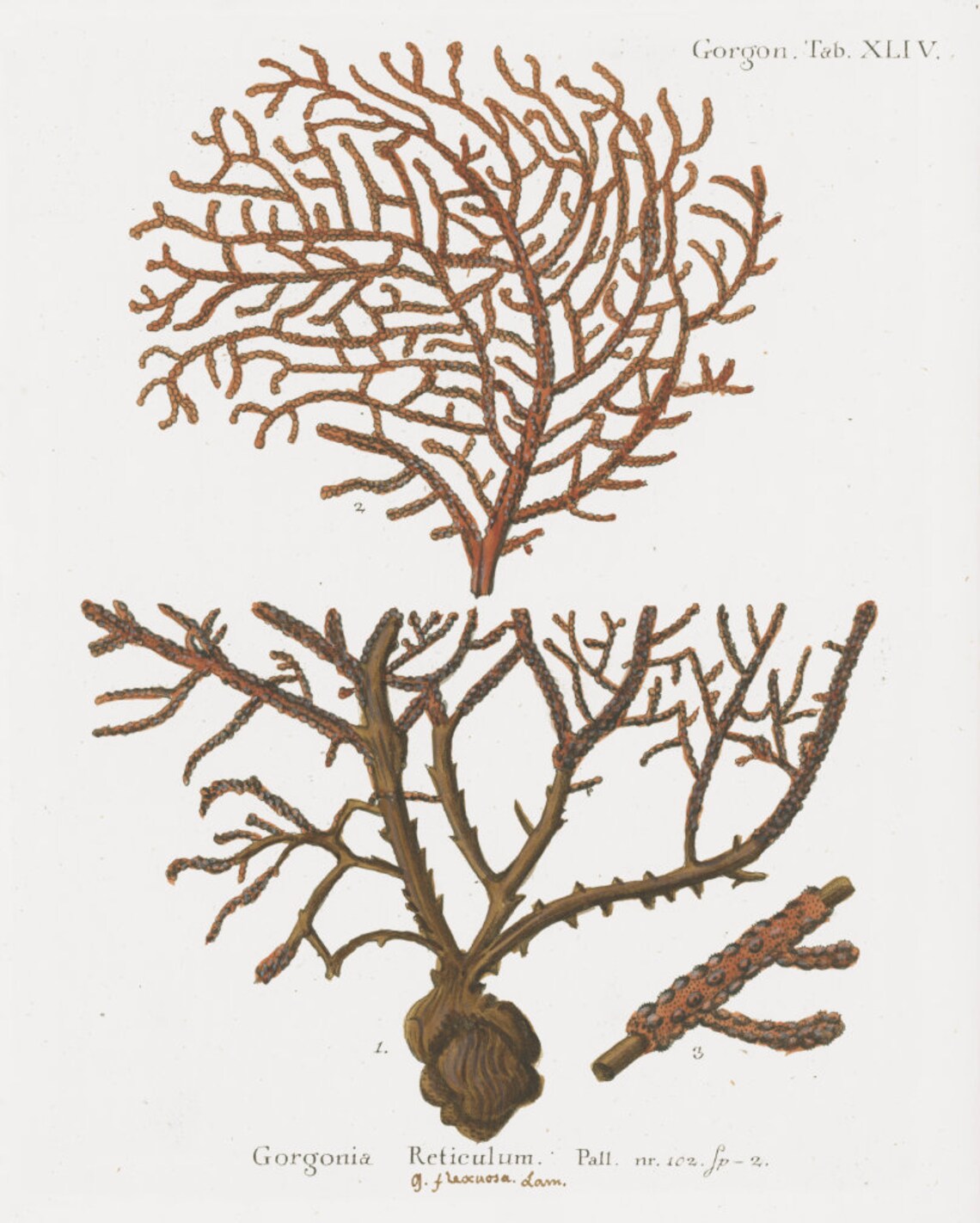 Coral Art 1 Coral Decor 18th C. German Handcolored Coral Etsy