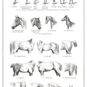 Horse Art Print Collection : 3 Black and White Horse Prints Horse ...