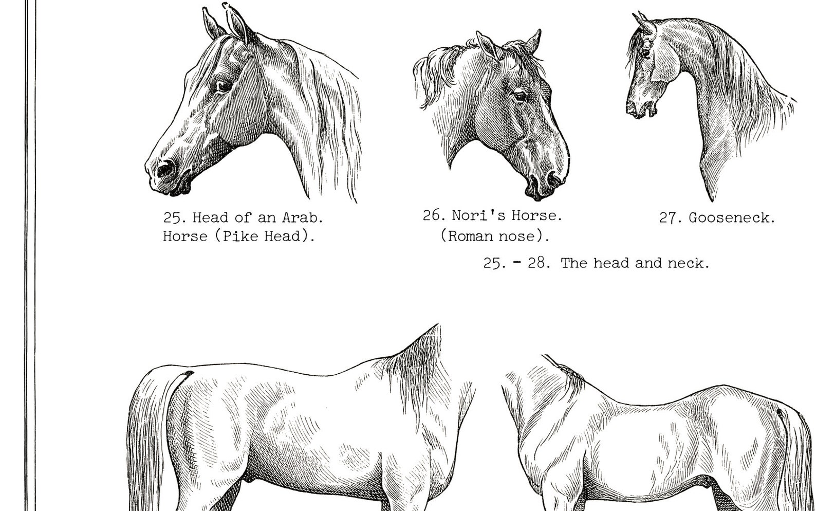 Horse Art Print Collection 3 Black and White Horse Prints Etsy