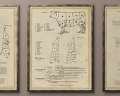 Butcher Cut Print - Butcher Diagram - Butcher Cuts Art - Beef Cuts Poster - Beef Chart - Restaurant Art - Circa 1900