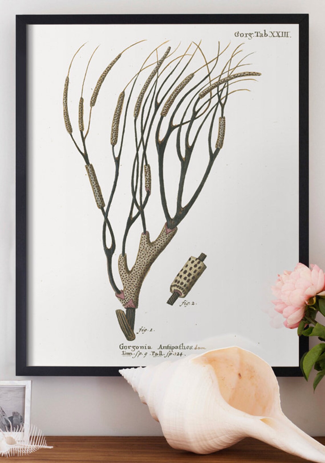 Coastal Art Coral Print 3 : Coral Wall Art Beach Decor | Etsy