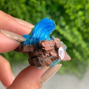 May include: A small blue crystal cluster on a brown rock with a white label that says "B".