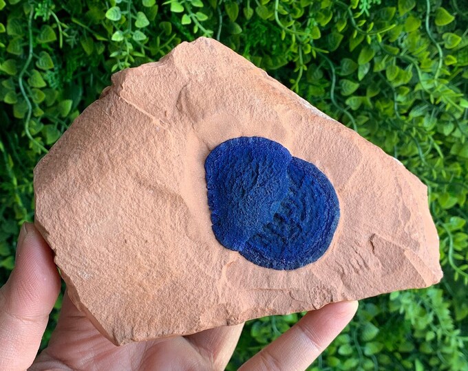 545g Rare Azurite Sun Show Piece Specimen on Kaolinite, Australian Clay, Australian Crystal, Rare Formation, Stone of New Energy