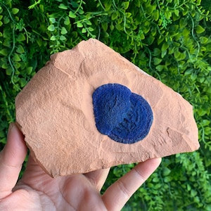 545g Raro Azurita Sun Show Piece Specimen em Caulinita, Argila Australiana, Cristal Australiano, Formação Rara, Pedra de Nova Energia