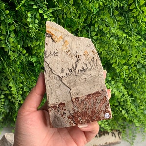 567g Beautiful Picture Jasper Raw Stone Freeform, Flower Jasper, Dendritic Jasper, Stone of Grounding