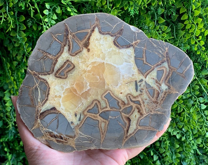 775g Amazing Septarian Slab Show Piece, Natural Drusy, Dragons Egg, Leopard Pattern, Stone of Wholeness