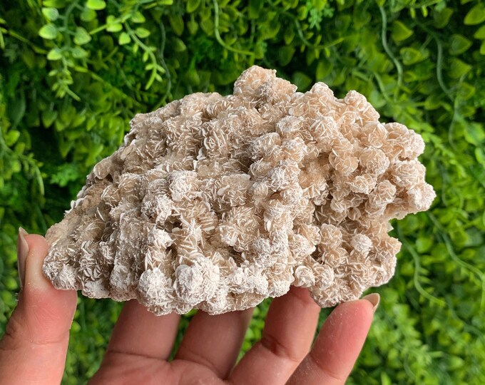 306g Desert Rose Selenite Cluster, Small Rose Buds, Collectors Item, Mexico, Stone of Protection