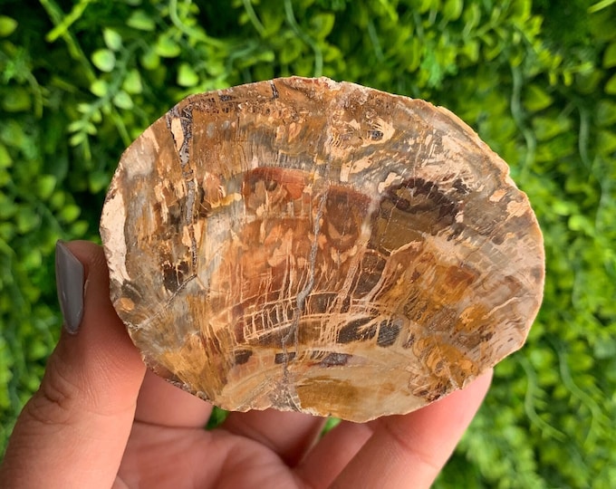 241g Petrified Wood Slab, High Quality, Agatized Wood, Stone of Transformation