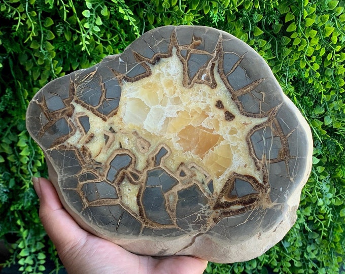 1954g Amazing Septarian Slab Show Piece, Natural Drusy, Dragons Egg, Leopard Pattern, Stone of Wholeness