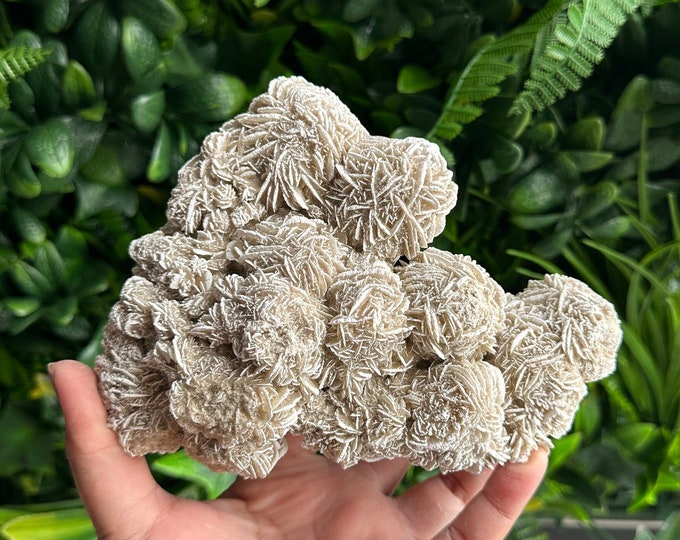 630g Desert Rose Selenite Cluster, Small Rose Buds, Collectors Item, Mexico, Stone of Protection