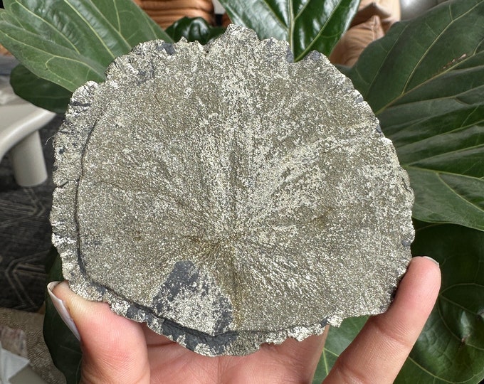 Small Pyrite Sun: Shell-Like Mineral Specimen, Sparta IL (164g)