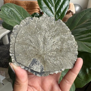 Peut inclure: Une pierre ronde de pyrite grise et noire avec un motif radial. La pierre est tenue dans une main.