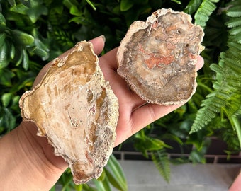 Petrified Wood Slab: Stone of Transformation