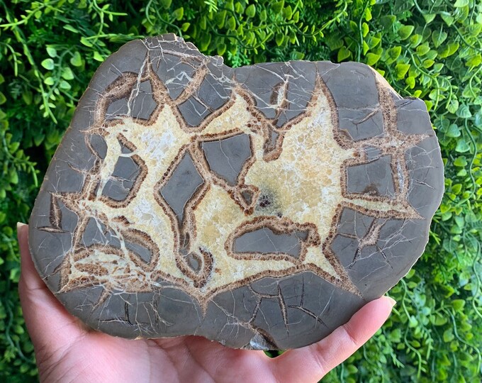 549g Amazing Septarian Slab Show Piece, Natural Drusy, Dragons Egg, Leopard Pattern, Stone of Wholeness