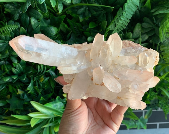 1086g Rare Himalayan Quartz Show Piece Cluster, Self Healing, Lemurian Striations, Stone of Calming Energy