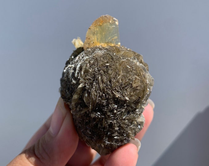 134g Rare Golden Selenite Bloom, Selenite Twin Blade, Fishtail, Manitoba, Gypsum var. Selenite, Gypsum Floater, Stone of Energy Cleansing