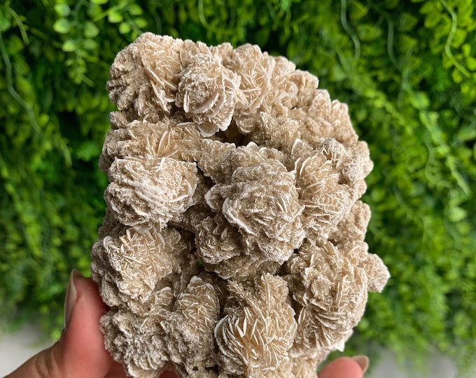 313g Desert Rose Selenite Cluster, Small Rose Buds, Collectors Item, Mexico, Stone of Protection
