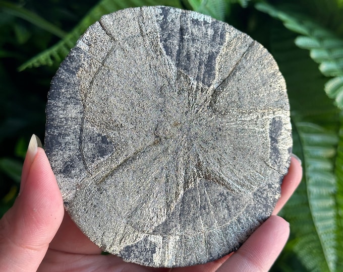 142g Large Pyrite Sun, Rare, Miners Dollar, Marcasite, Collectors Piece, Stone of Prosperity