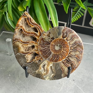 241g Ammonite Half Shell, Fossil, Warm Color, Drusy Calcite Pockets, Stone of Cleansing Energy