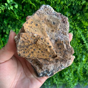 May include: A rough, brown and black speckled rock with a white and pink interior. The rock has a unique, natural shape and texture.