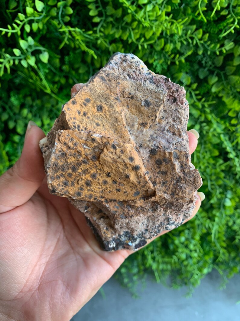 May include: A rough, brown and black speckled rock with a white and pink interior. The rock has a unique, natural shape and texture.