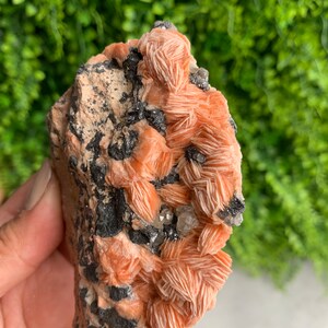 May include: A cluster of orange and white barite crystals on a dark gray matrix. The crystals have a layered, fan-shaped structure.