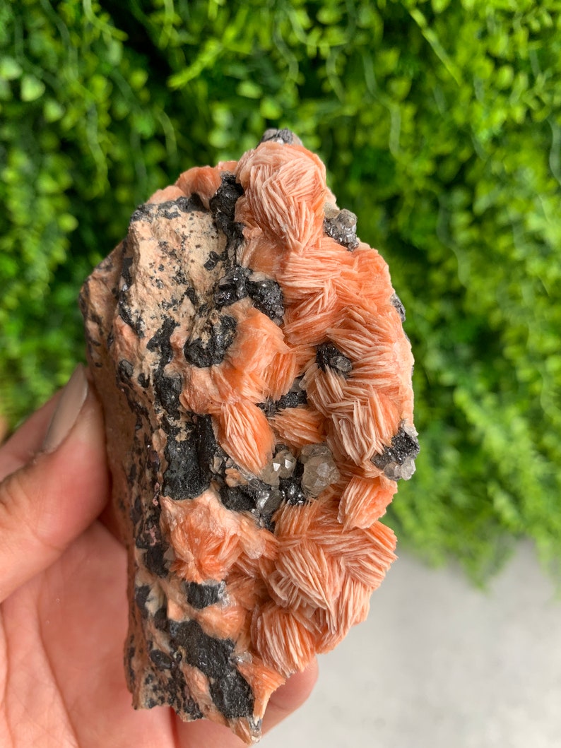 May include: A cluster of orange and white barite crystals on a dark gray matrix. The crystals have a layered, fan-shaped structure.