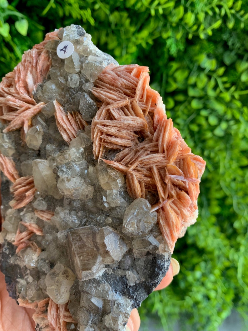 May include: A cluster of pink and clear crystals on a dark gray rock. The crystals are arranged in a random pattern and have a rough, natural texture.