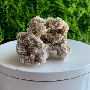 256g Desert Rose Selenite Cluster, Small Rose Buds, Collectors Item, Mexico, Stone of Protection