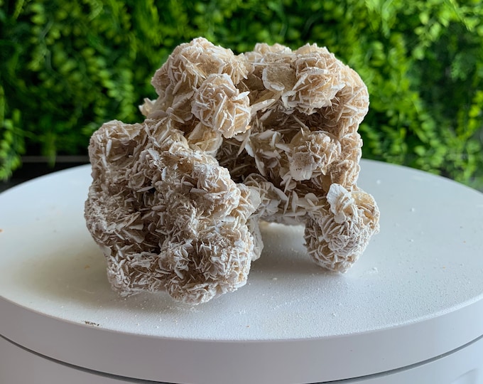256g Desert Rose Selenite Cluster, Small Rose Buds, Collectors Item, Mexico, Stone of Protection