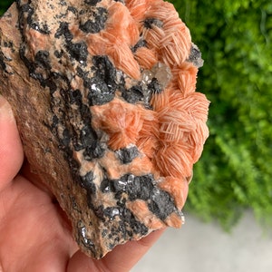 May include: A cluster of orange selenite crystals on a matrix of dark gray rock. The crystals are delicate and have a layered, fan-like structure.