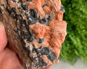 May include: A cluster of orange selenite crystals on a matrix of dark gray rock. The crystals are delicate and have a layered, fan-like structure.