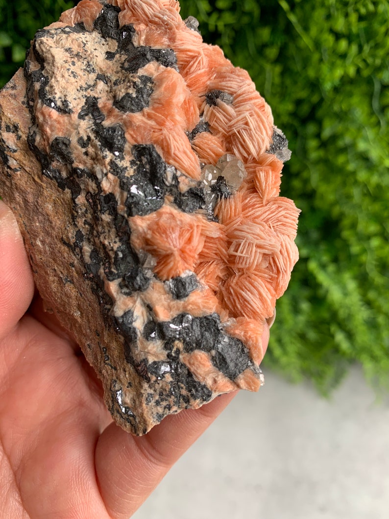 May include: A cluster of orange selenite crystals on a matrix of dark gray rock. The crystals are delicate and have a layered, fan-like structure.