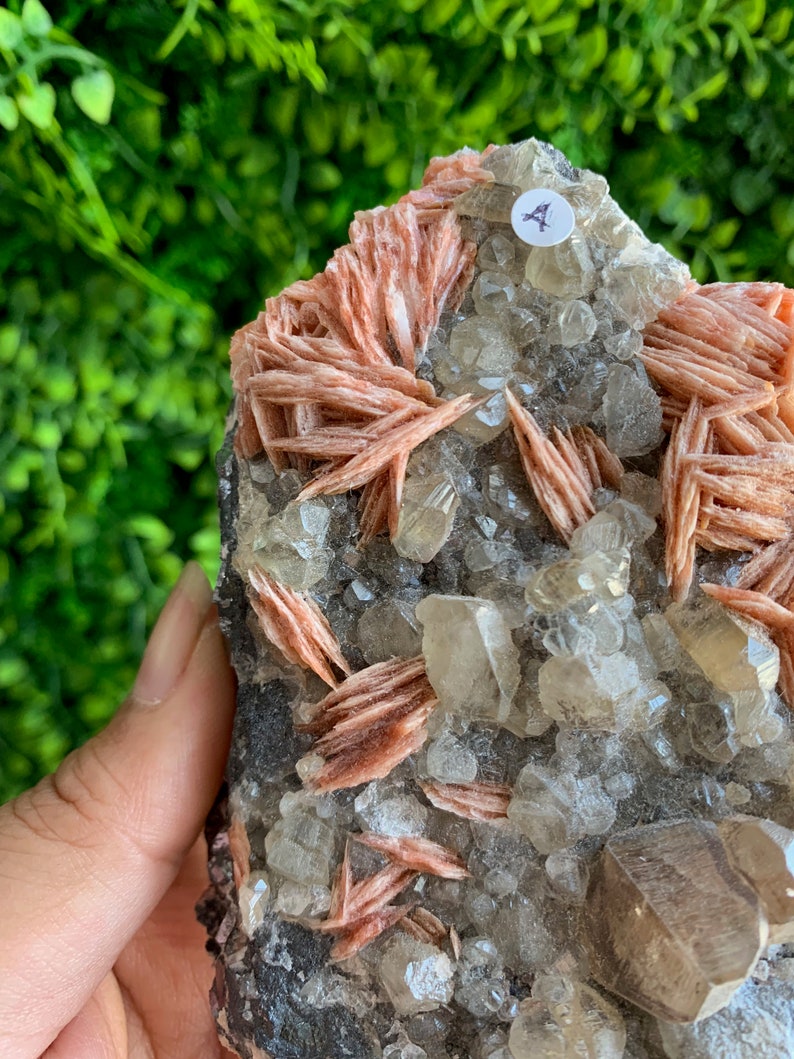 May include: A cluster of pink and clear crystals on a dark gray matrix. The crystals are arranged in a random pattern and have a natural, rough texture.