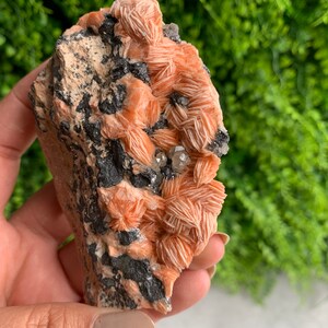 May include: A cluster of orange and white barite crystals on a dark gray matrix. The crystals are arranged in a fan-like pattern and have a delicate, layered texture.