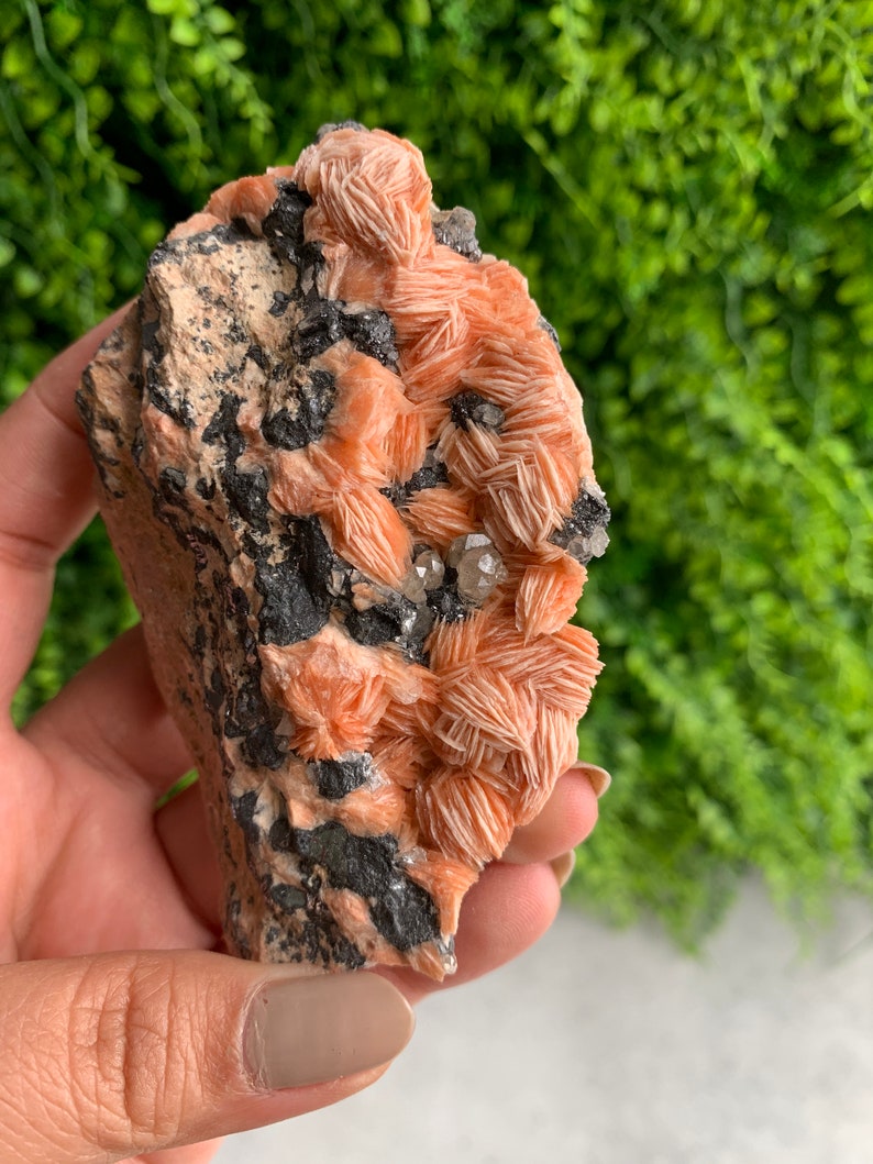 May include: A cluster of orange and white barite crystals on a dark gray matrix. The crystals are arranged in a fan-like pattern and have a delicate, layered texture.