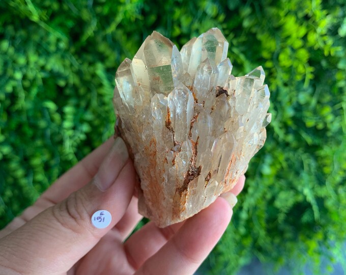 151g Clear Kundalini Citrine Pineapple Cluster, Rare, Congo, Stone of Abundance