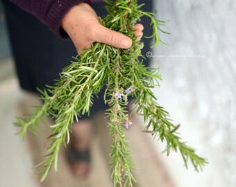 Wild Greek Rosemary Organic Plant Food, Rosemary Culinary Spice Fragrant Gifts, Rosmarinus officinalis, Natural Dried Rosemary Spartan Food