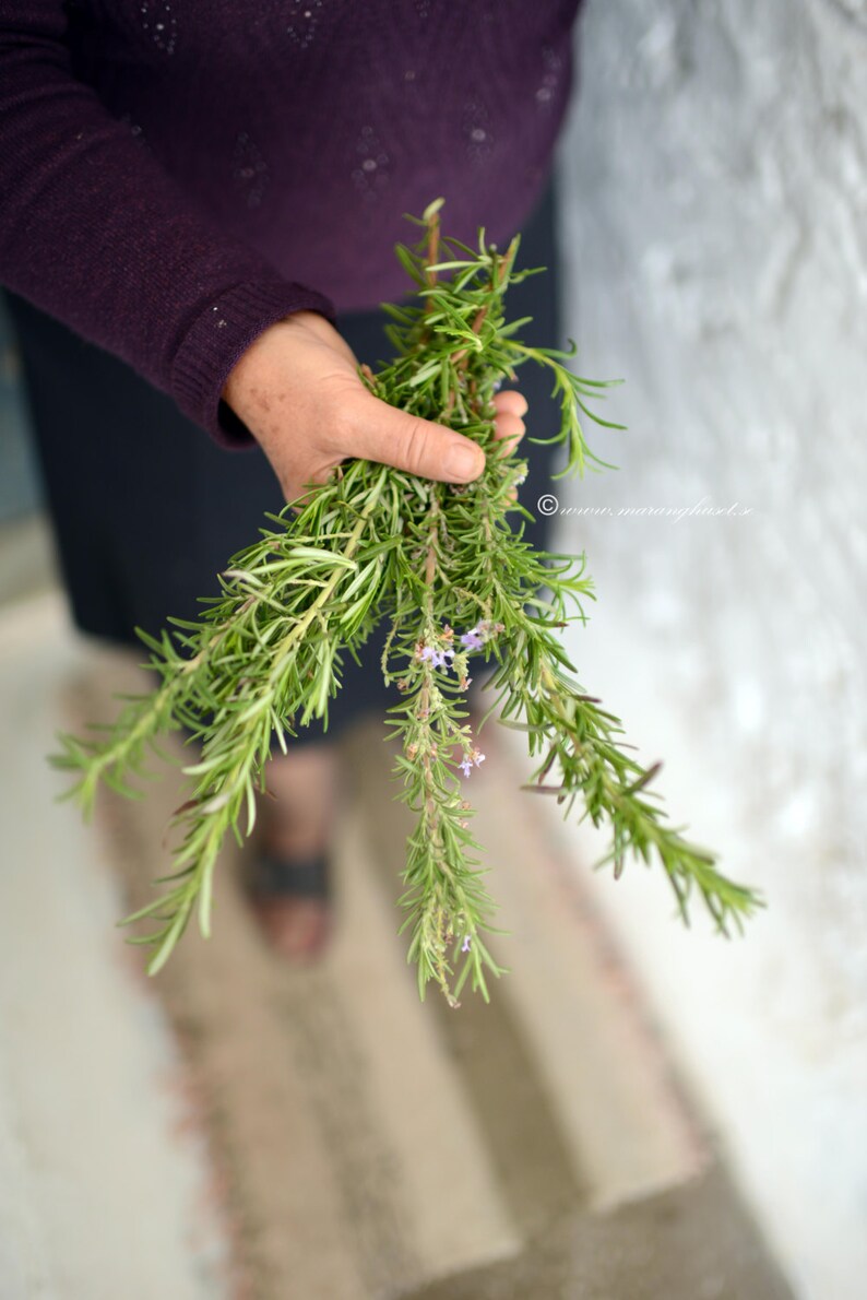 Wild Greek Rosemary Organic Plant Food Rosemary Culinary Etsy