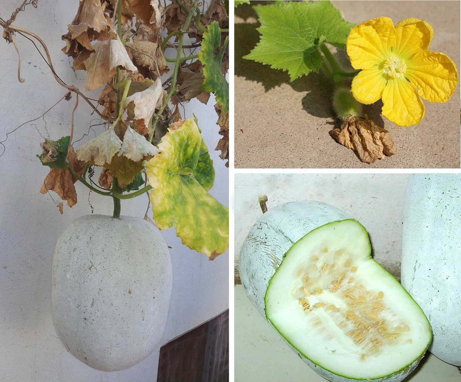White Gourd/ Winter Melon Seeds 10 Etsy
