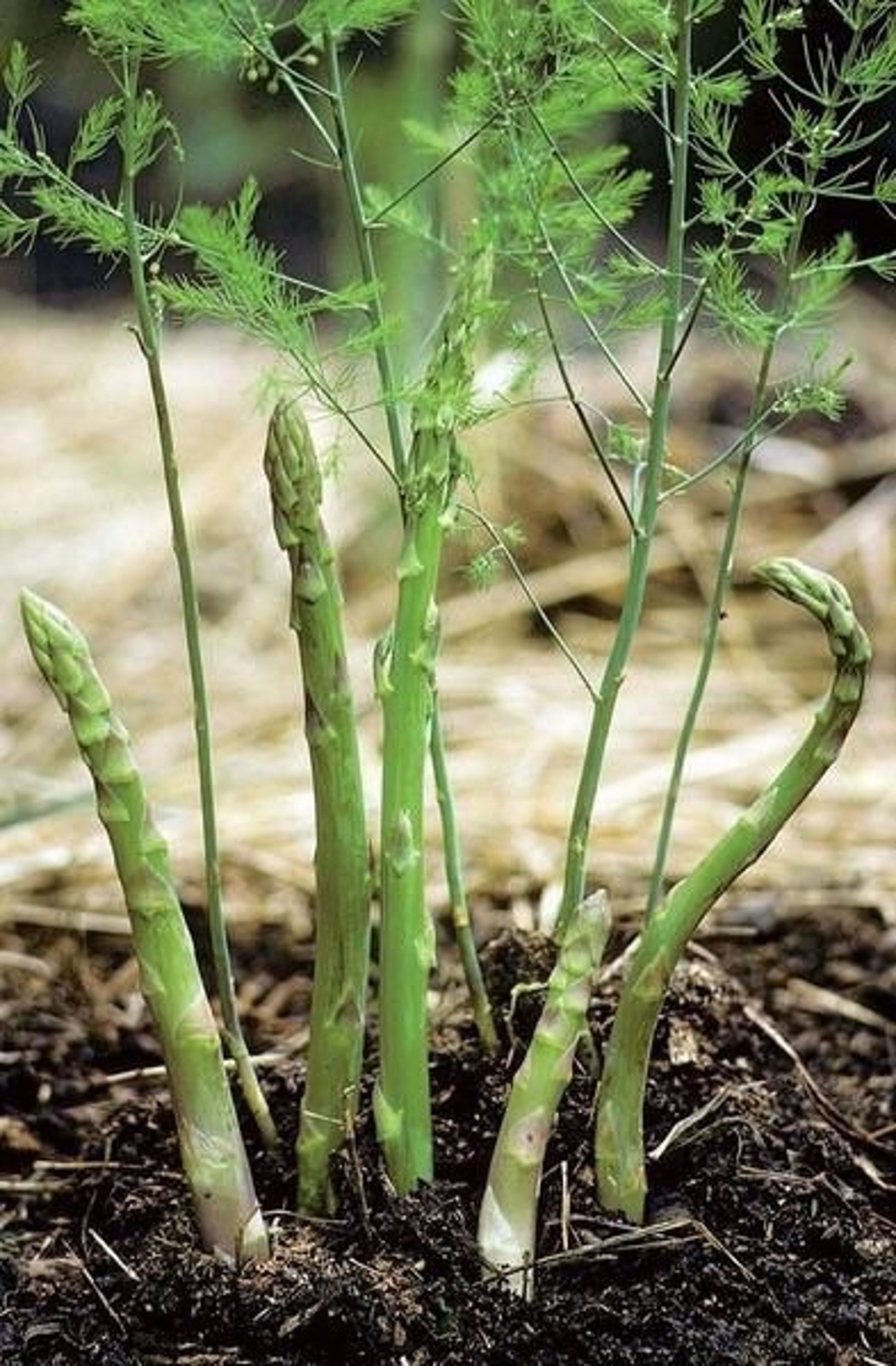 Asparagus Seeds 20 Etsy