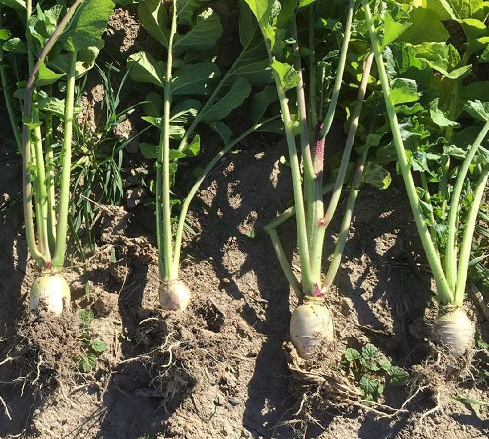 Daikon Radishes Seeds 50 Etsy