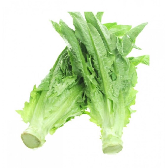 Leaf Lettuceyu Mai Tsai Chinese Lettuce A Choysword Choy Etsy Canada