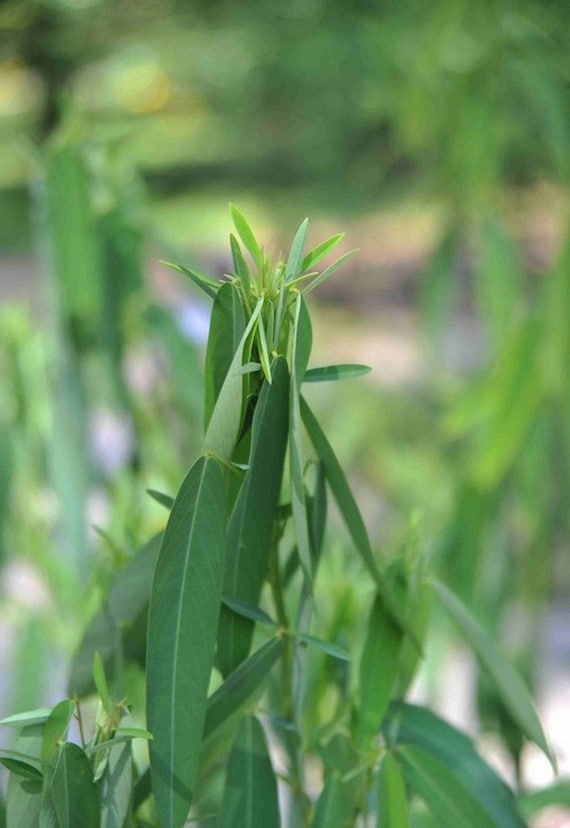 50 Codariocalyx Motorius Dancing Plant Seeds Desmodium Gyrans Telegraph Semaphor